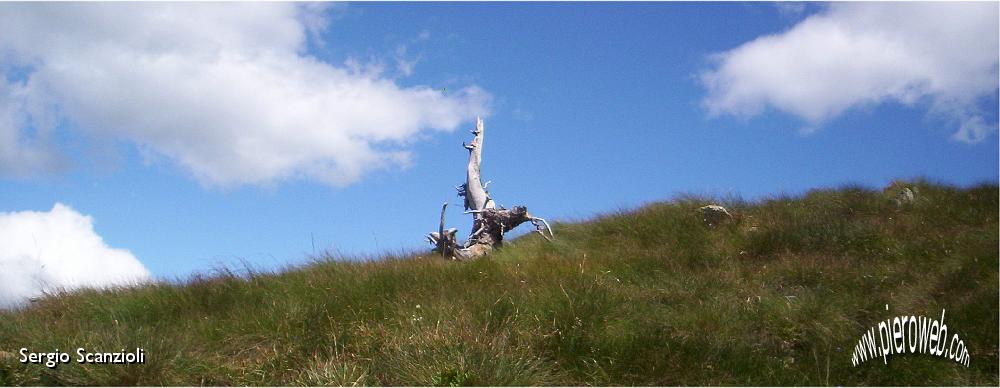 35 sculture della natura.jpg